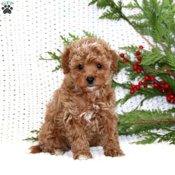 Star, Cavapoo Puppy