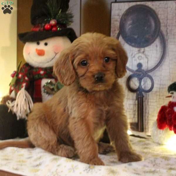 Starlight, Cavapoo Puppy