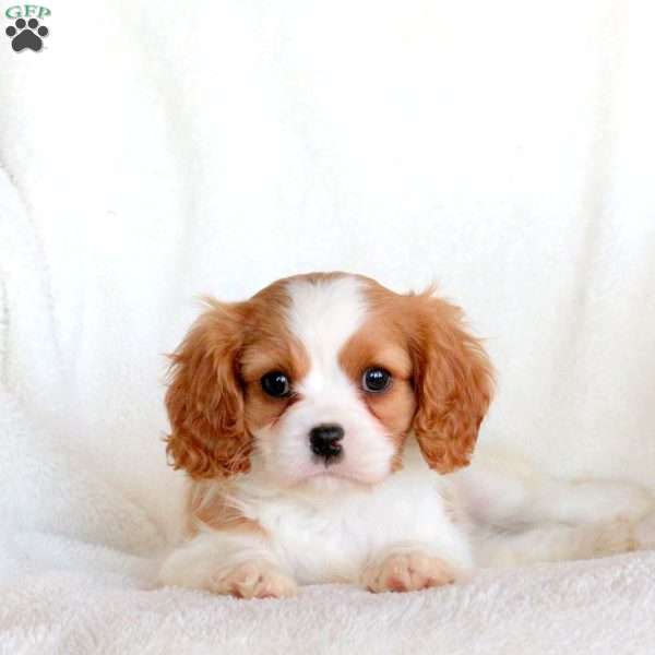 Starry, Cavalier King Charles Spaniel Puppy