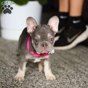 Stella, French Bulldog Puppy