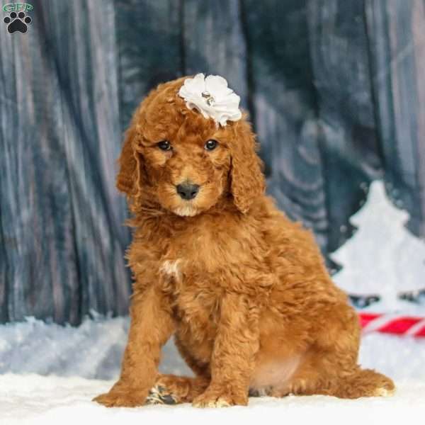 Stella, Standard Poodle Puppy