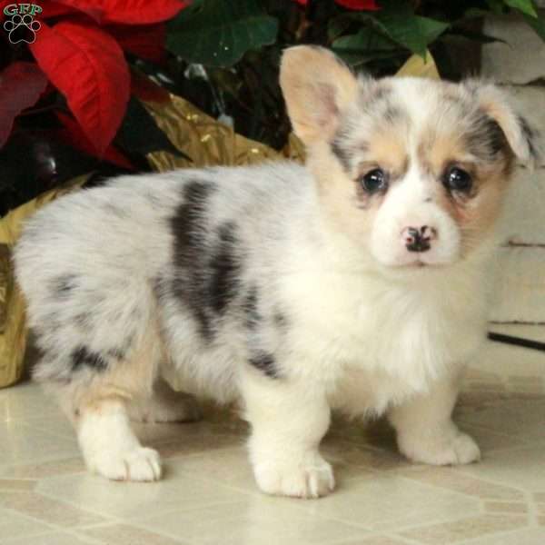 Stella, Pembroke Welsh Corgi Puppy