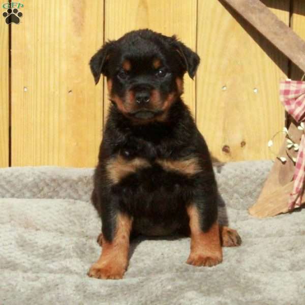 Stella, Rottweiler Puppy