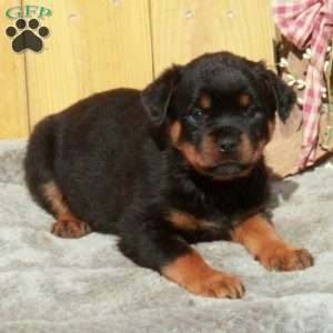 Stella, Rottweiler Puppy