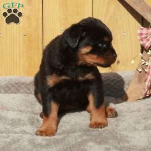 Stella, Rottweiler Puppy