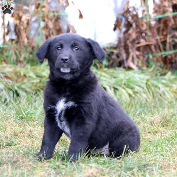 Stella, Golden Retriever Mix Puppy