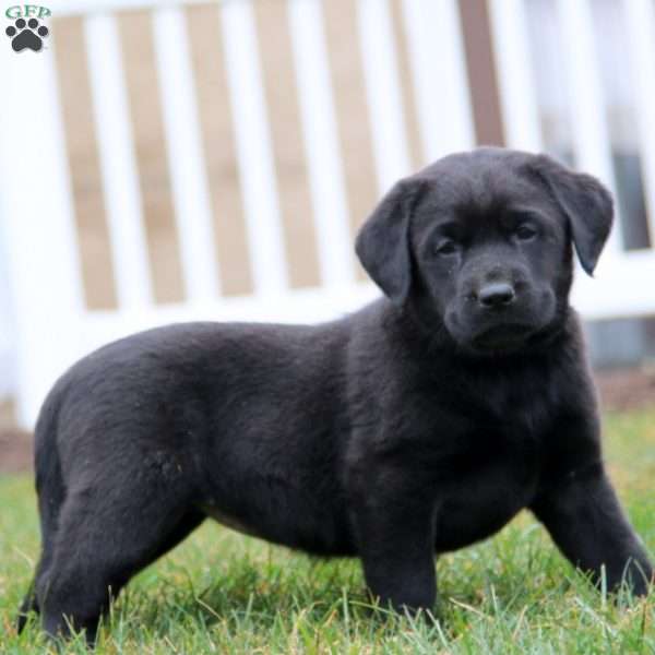 Stella, Black Labrador Retriever Puppy