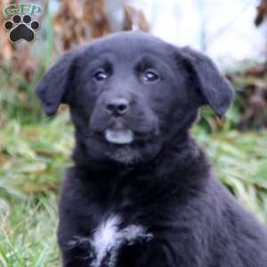 Stella, Golden Retriever Mix Puppy