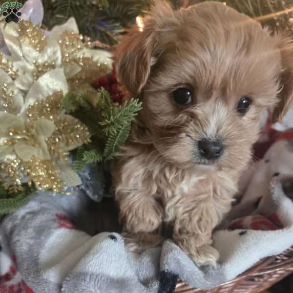 Stella, Maltipoo Puppy