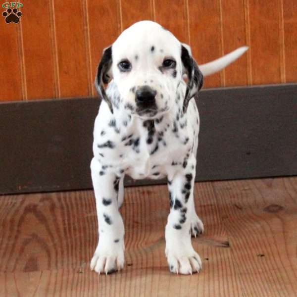 Sterling, Dalmatian Puppy