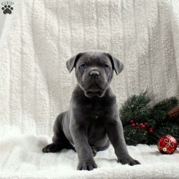 Sterling, Cane Corso Puppy