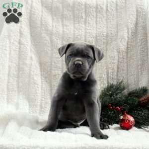 Sterling, Cane Corso Puppy