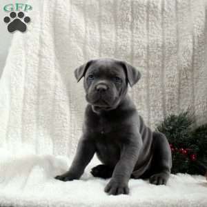 Sterling, Cane Corso Puppy