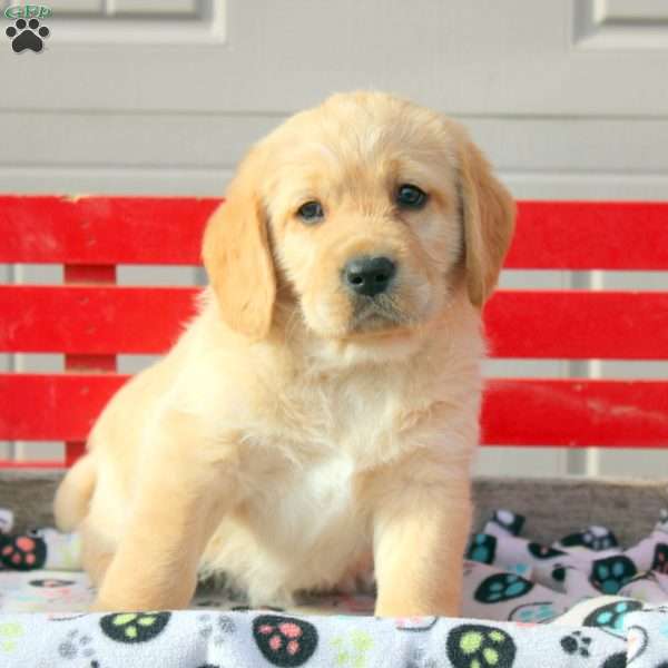 Steven, Labrador Mix Puppy