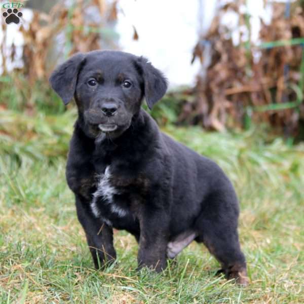 Storm, Golden Retriever Mix Puppy