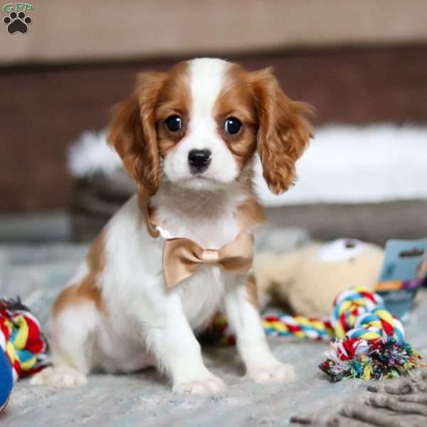 Storm, Cavalier King Charles Spaniel Puppy