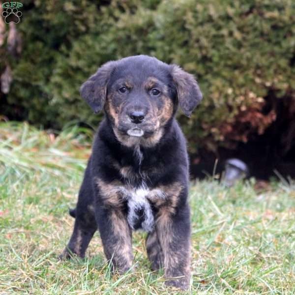 Strike, Golden Retriever Mix Puppy