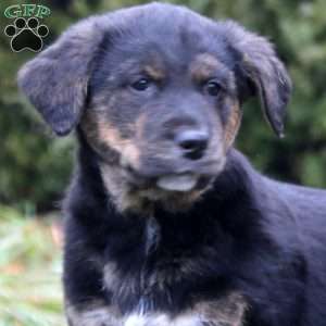 Strike, Golden Retriever Mix Puppy