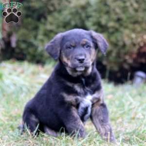 Strike, Golden Retriever Mix Puppy