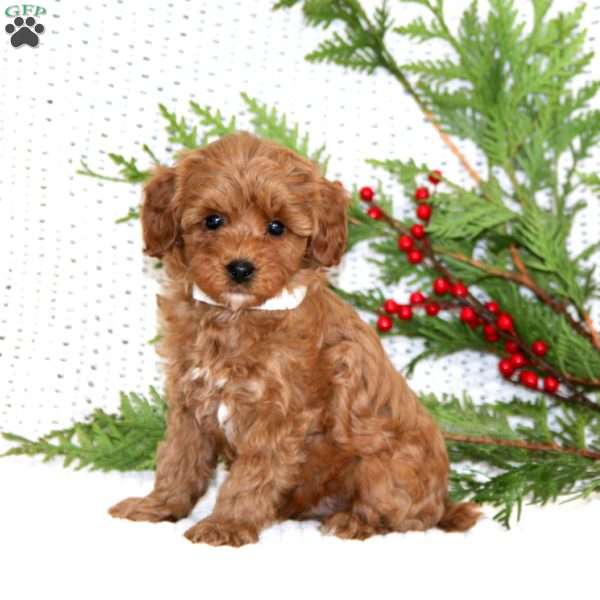 Stroopa, Cavapoo Puppy