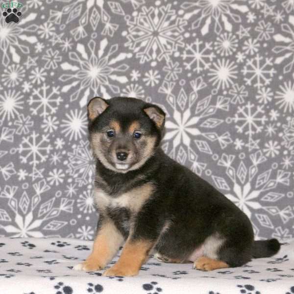 Sue, Shiba Inu Puppy