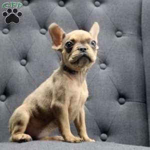 Sue, French Bulldog Puppy