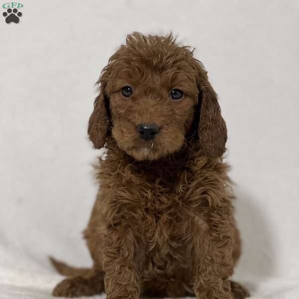 Sue, Mini Goldendoodle Puppy