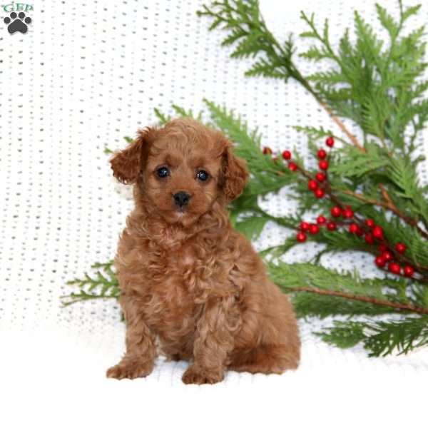 Sugar Cookie, Cavapoo Puppy