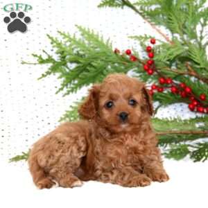 Sugar Cookie, Cavapoo Puppy