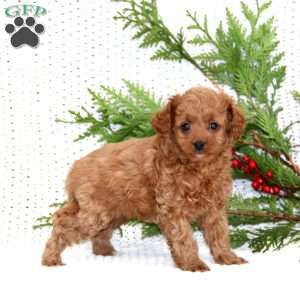 Sugar Cookie, Cavapoo Puppy