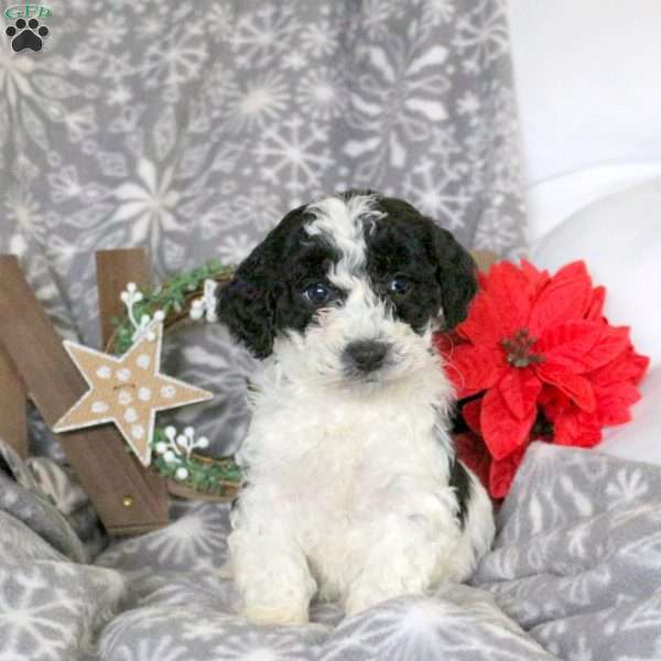 Sugar, Mini Goldendoodle Puppy