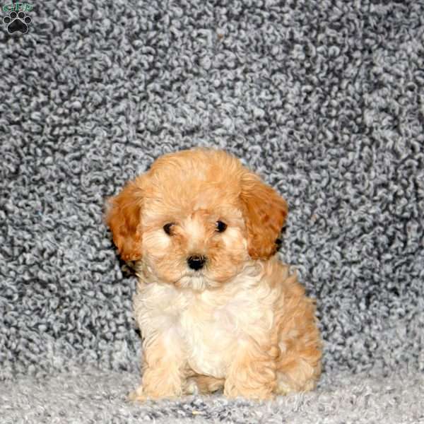 Sugar, Cavapoo Puppy