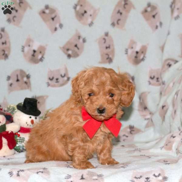 Sugar Plum, Miniature Poodle Puppy