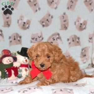 Sugar Plum, Miniature Poodle Puppy