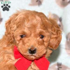 Sugar Plum, Miniature Poodle Puppy