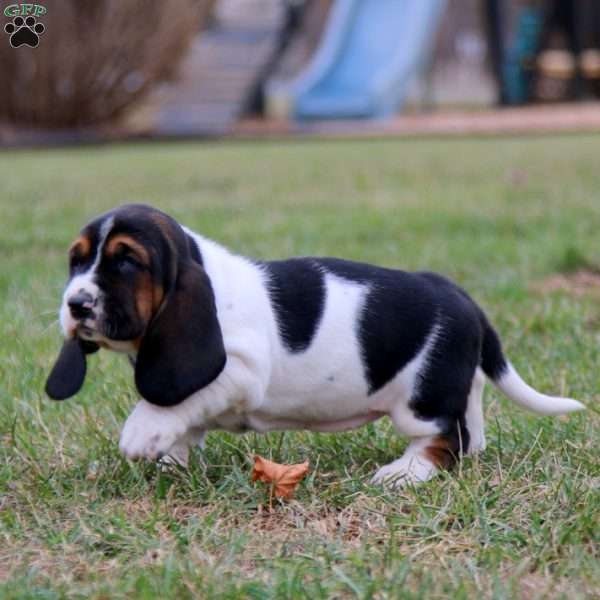 Sugar, Basset Hound Puppy