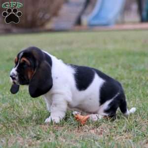 Sugar, Basset Hound Puppy