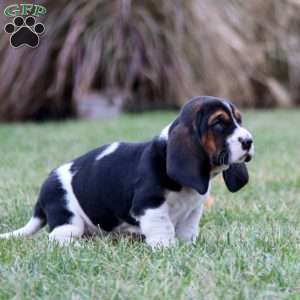 Sugar, Basset Hound Puppy