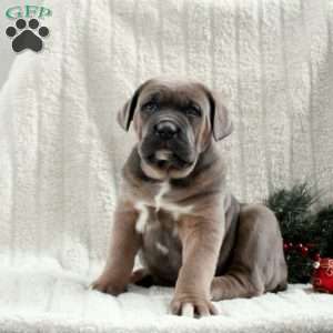 Sullivan, Cane Corso Puppy