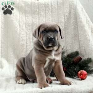 Sullivan, Cane Corso Puppy