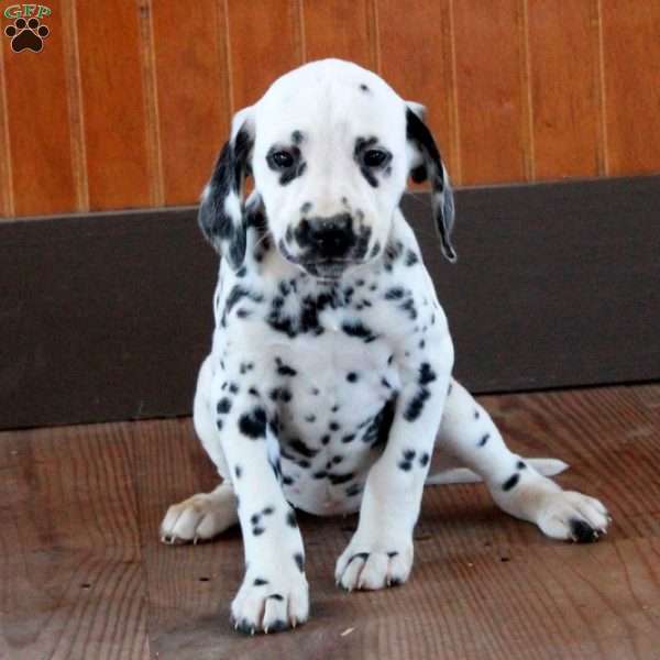 Summer, Dalmatian Puppy