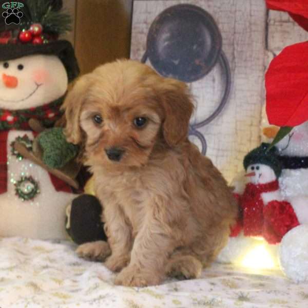 Sunbeam, Cavapoo Puppy