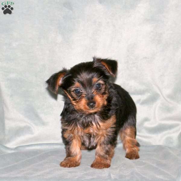 Sunny, Yorkie Puppy