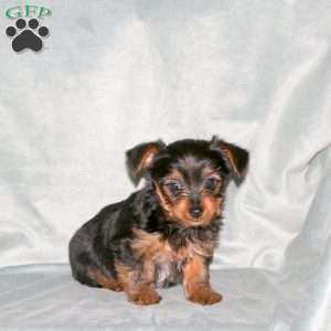 Sunny, Yorkie Puppy