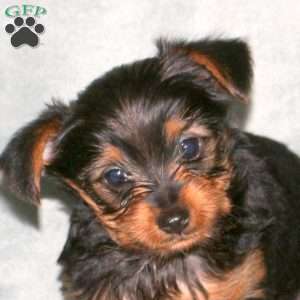 Sunny, Yorkie Puppy