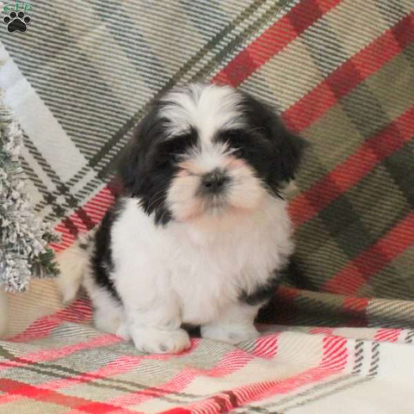 Sunshine, Shih Tzu Puppy