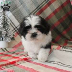 Sunshine, Shih Tzu Puppy