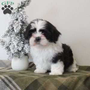 Sunshine, Shih Tzu Puppy