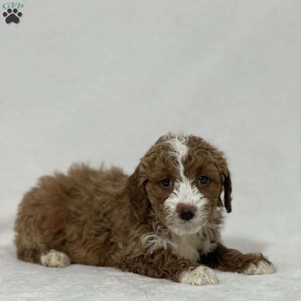 Susy, Mini Goldendoodle Puppy