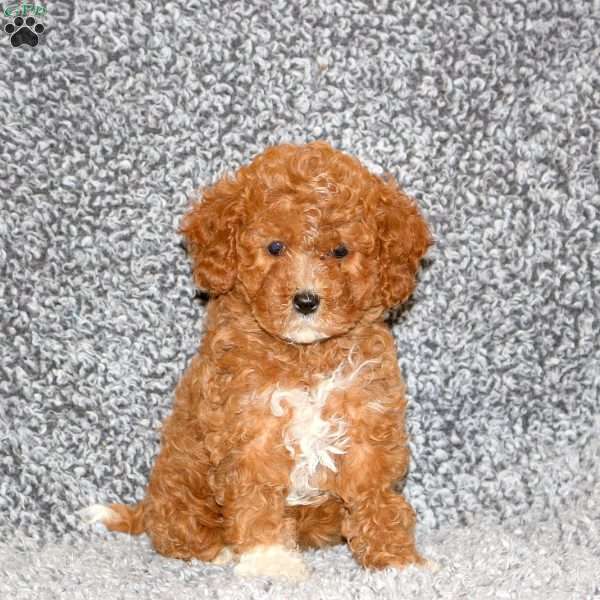 Suzie, Cavapoo Puppy